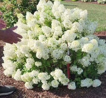 Hortenzija 'Bobo' (Piegāde 20.-22. aprīlī)